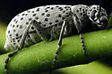 Spotted Blister Beetle