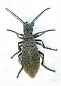 Spotted Blister Beetle - photo 2