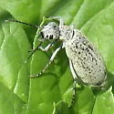 Spotted Blister Beetle - photo 3