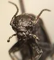 Spotted Blister Beetle - photo 4