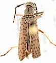Epicauta maculifera