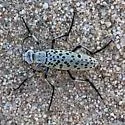 Epicauta magnomaculata