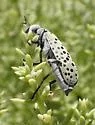 Epicauta magnomaculata - photo 2