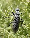 Epicauta magnomaculata - photo 3