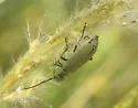 Epicauta mimetica