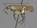 Epicauta mimetica - photo 3