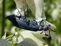 Dark Blister Beetle