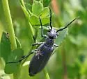 Dark Blister Beetle - photo 2