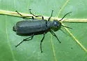 Dark Blister Beetle - photo 3
