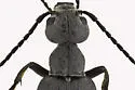 Dark Blister Beetle - photo 4