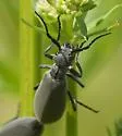 Dark Blister Beetle - photo 5