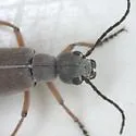 Epicauta nigritarsis
