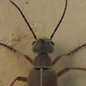 Epicauta nigritarsis - photo 2