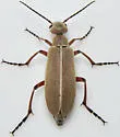 Epicauta nigritarsis - photo 3