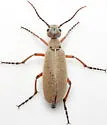 Epicauta nigritarsis - photo 4
