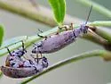 Epicauta nigritarsis - photo 5