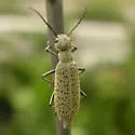 Epicauta normalis - Epicauta normalis