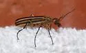 Epicauta occidentalis - photo 2