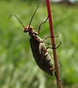Epicauta occidentalis - photo 3