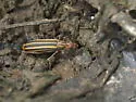 Epicauta occidentalis - photo 4