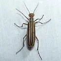 Epicauta occidentalis - photo 5