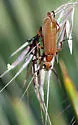 Epicauta ochrea