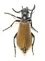 Epicauta ochrea - photo 3