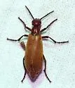 Epicauta ochrea - photo 4