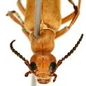 Epicauta ochrea - photo 5