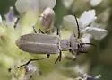 Epicauta oregona