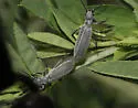 Epicauta oregona - photo 2