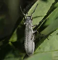 Epicauta oregona - photo 3