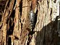 Spotted Blister Beetle - Epicauta pardalis