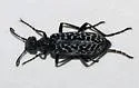 Spotted Blister Beetle - photo 2