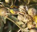 Spotted Blister Beetle - photo 3