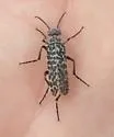 Spotted Blister Beetle - photo 4