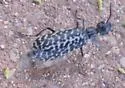 Spotted Blister Beetle - photo 5