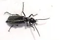 Epicauta parkeri