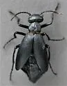 Epicauta parvula - photo 4