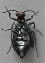 Epicauta parvula - photo 5