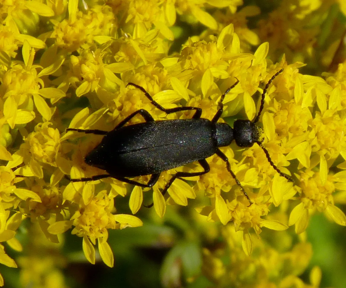 Black Blister Beetle - photo 2