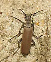 Epicauta polingi - photo 2