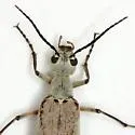 Epicauta polingi - photo 3