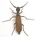 Epicauta polingi - photo 5