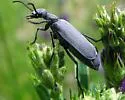 Epicauta pruinosa