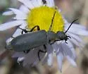 Epicauta pruinosa - photo 2