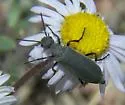 Epicauta pruinosa - photo 3