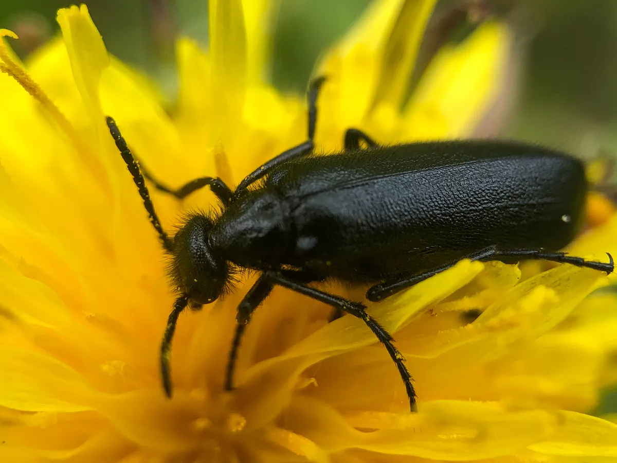 Punctate Blister Beetle