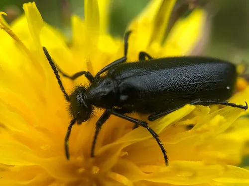 Punctate Blister Beetle - photo 3