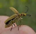 Epicauta rileyi - photo 4